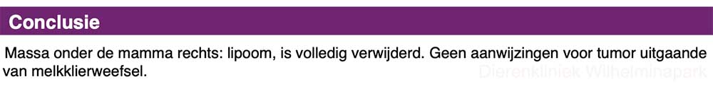 Er is een tumor naast de melkklier bij deze cavia